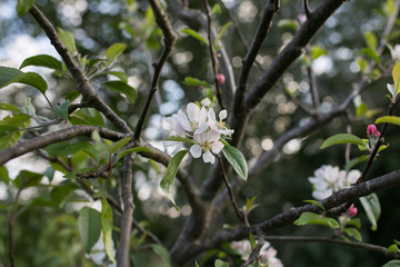 Apple Tree in Blossom