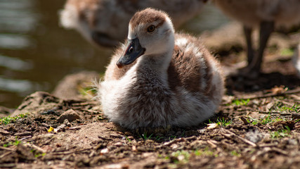 Egptian Goose, goslings, close up low angle view, family group