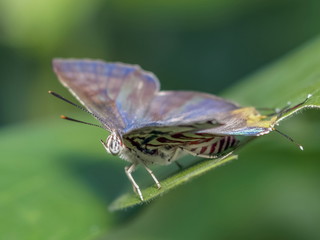 Close-up side of Long Banded Silverline (Spindasis lohita senama) white butterfly with red stripes perching on green leaf with green nature blurred background.
