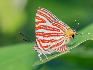Close-up side of Long Banded Silverline (Spindasis lohita senama) white butterfly with red stripes perching on green leaf with green nature blurred background.