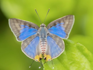 Fototapeta premium Top view of Long Banded Silverline (Spindasis lohita senama) Butterfly resting on green leaf with green nature blurred background.