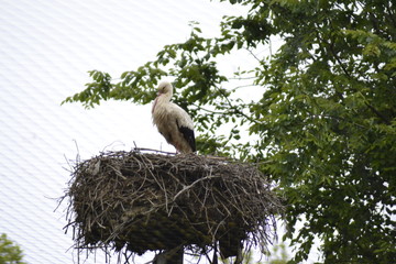 CICOGNA NEL SUO NIDO