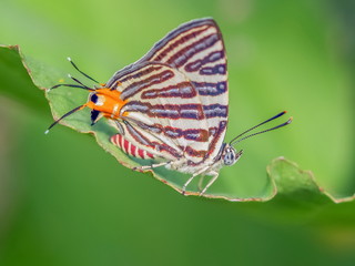 Fototapeta na wymiar Close-up side of Long Banded Silverline (Spindasis lohita senama) white butterfly with red stripes perching on green leaf with green nature blurred background.