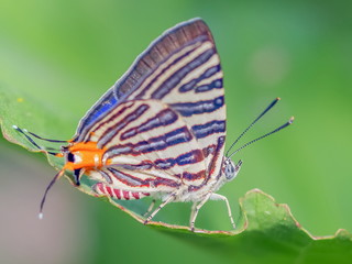 Close-up side of Long Banded Silverline (Spindasis lohita senama) white butterfly with red stripes perching on green leaf with green nature blurred background.