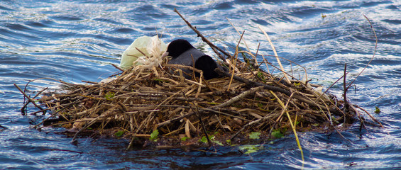 Single Black Coot, Rallidae, nesting on lake with rubbish plastic bag pollution in nest