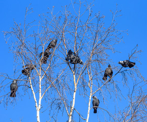 A flock of crows sits on a tree against the sky.