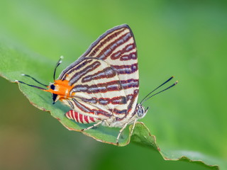Fototapeta na wymiar Close-up side of Long Banded Silverline (Spindasis lohita senama) white butterfly with red stripes perching on green leaf with green nature blurred background.