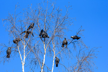 A flock of crows sits on a tree against the sky.