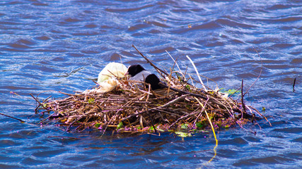 Single Black Coot, Rallidae, nesting on lake with rubbish plastic bag pollution in nest