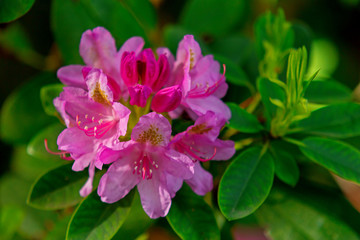 Fototapeta premium Blüte