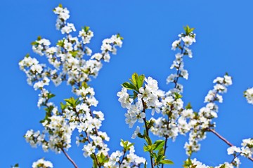 Beautiful cherry blossoms in the garden.