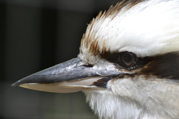 KOOKABURRA