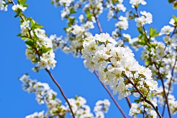 Beautiful cherry blossoms in the garden.