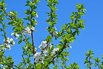 Beautiful cherry blossoms in the garden.