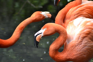 FENICOTTERI