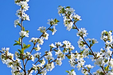 Beautiful cherry blossoms in the garden.