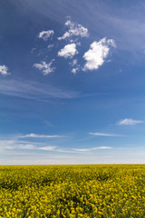 Obraz premium Blüten auf dem Feld