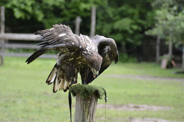AQUILA, UCCELLO RAPACE