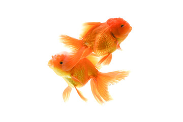 Goldfish carassius auratus white background