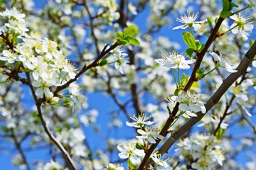 Beautiful cherry blossoms in the garden.
