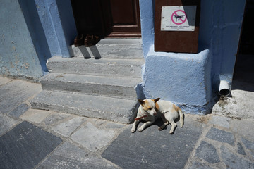 Dog at Santorini