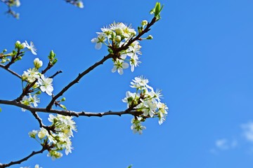 Beautiful cherry blossoms in the garden.