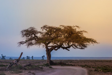 Fototapeta na wymiar Kenya. Africa. Lonely African acacia on a deserted road. Kenya trees. Early morning in Savannah. Landscapes of Kenya. African Safari