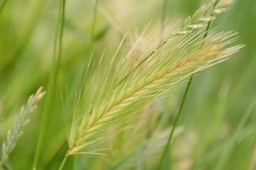 Spikelets on a green background. Gentle summer background. Image for cover, postcard, magazine.