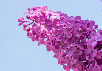 Lilac Flowers on Blue Sky