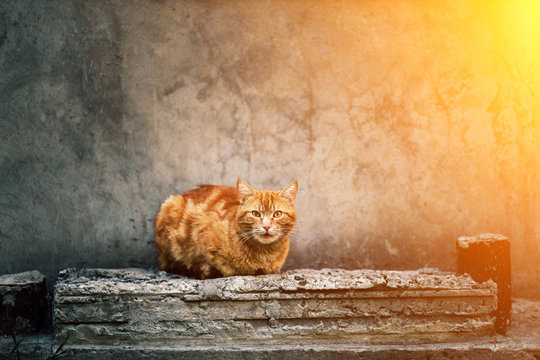 Photo of red ginger cat sitting in front of old gray wall.