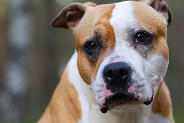 Portrait of White-brown dog on a green lawn in the forest.