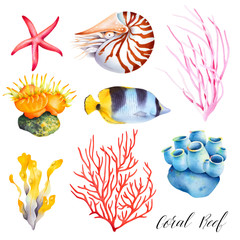 Set of coral reef animals. Sea sponge, anemone,nautilus, butterfly fish, starfish. Isolated watercolor illustration. © Evgeniya
