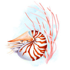 Nautilus and pink coral. Tropical ocean reef wildlife. Watercolor illustration.