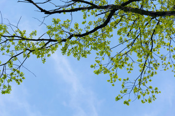 The first green leaves on the trees in the sunshine.