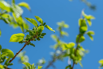 Mulberry on Tree Close up