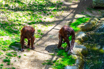 Fototapeta na wymiar Bornean Orangutan (Pongo pygmaeus) in Barcelona Zoo