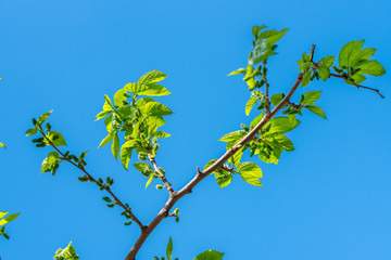 Mulberry Tree Blossom