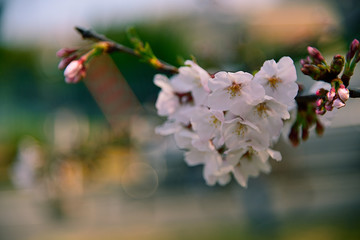 Obraz premium 【神奈川】横須賀 走水水源地の桜