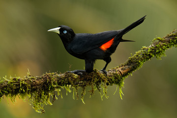 Scarlet-rumped Cacique - Cacicus microrhynchus uropygialis  passerine bird in the family Icteridae, breeds from Honduras to Panama and in the Pacific lowlands