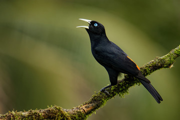 Scarlet-rumped Cacique - Cacicus microrhynchus uropygialis  passerine bird in the family Icteridae, breeds from Honduras to Panama and in the Pacific lowlands