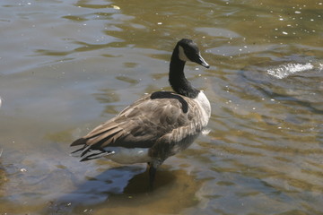 goose in water