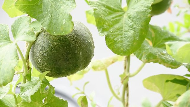 The melon growing on the tree with water drops and swinging in the wind.