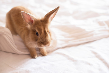 Close up Baby adorable rabbit on white background. Young cute red bunny sitting on white bed. Lovely pet with fluffy hair.