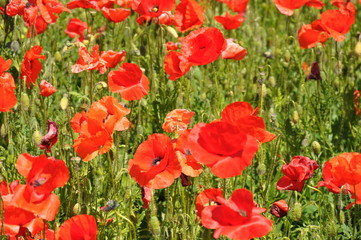 Fototapeta premium campo tulipani