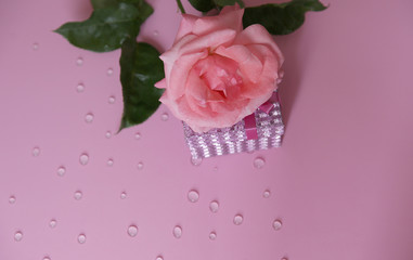 pink rose with gift box and water drops on a pink background, space for text
