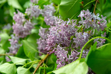 View blooming lilac bush. Light violet syringa.