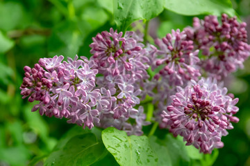 View blooming lilac bush. Light violet syringa.