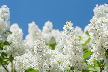 White Lilacs Branch
