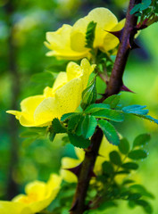 yellow flowers of dogrose close-up