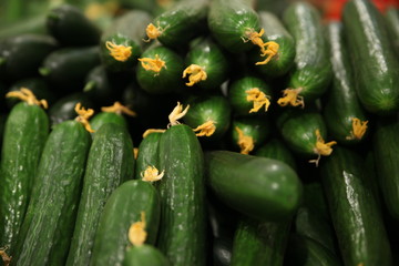 fresh cucumbers and tomatoes